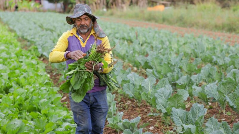 GDF investe R$ 23 milhões em produtos da agricultura familiar para merenda