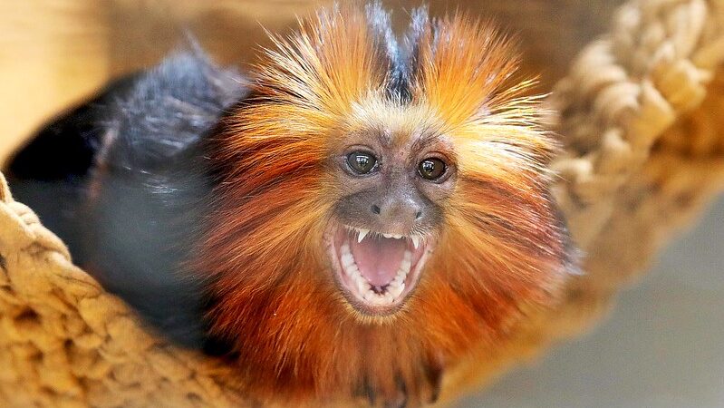 Dez novos primatas são recebidos pelo Zoológico de Brasília em 2023