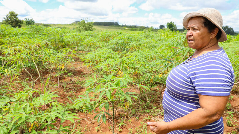 Combate à dengue ajuda produtores rurais do DF com matéria-prima