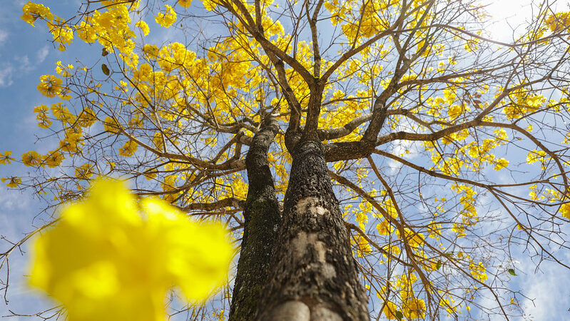 Conheça o calendário de florações no Distrito Federal