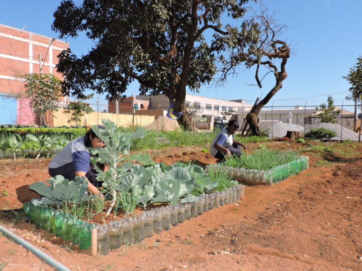 Programa de agricultura urbana contribui para a segurança alimentar