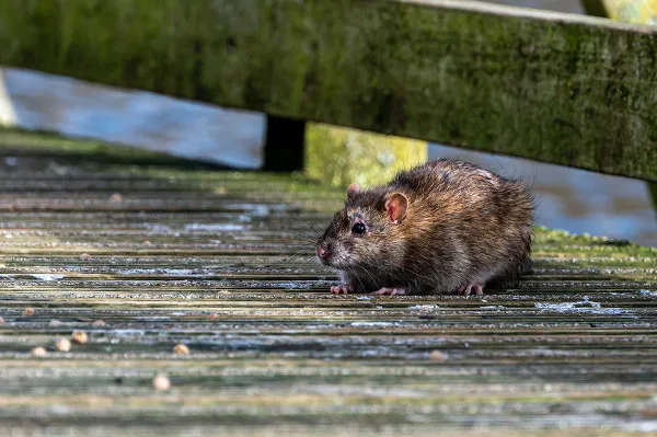 Chuvas acendem alerta para riscos de contaminação por leptospirose