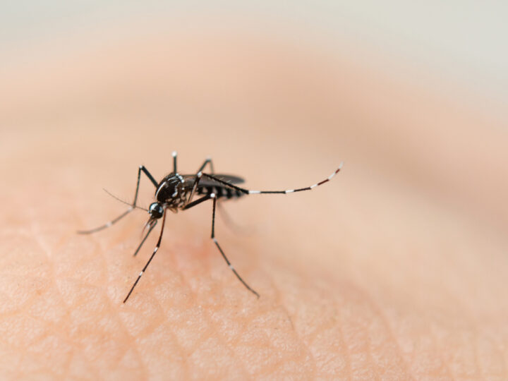 Saiba o que é mito e o que é verdade sobre a dengue