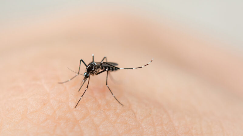 Saiba o que é mito e o que é verdade sobre a dengue