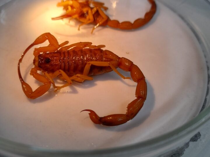 Acidentes com animais peçonhentos crescem 23,04% no DF