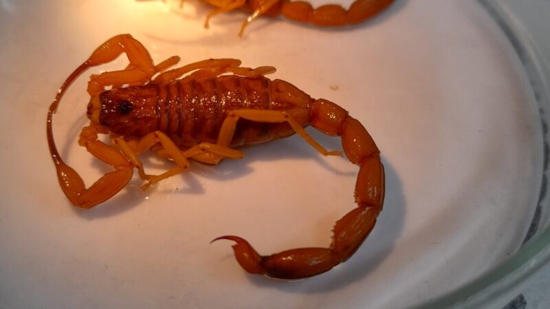 Acidentes com animais peçonhentos crescem 23,04% no DF