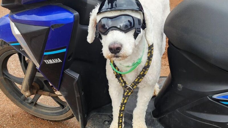 Motociclista transportando cachorro de óculos e capacete em scooter