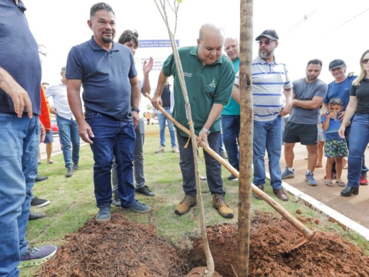 Programa de Arborização vai plantar 100 mil mudas nativas no DF em 2024