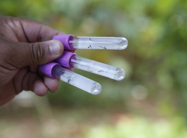 Conheça as variações do vírus transmitido pelo Aedes aegypti