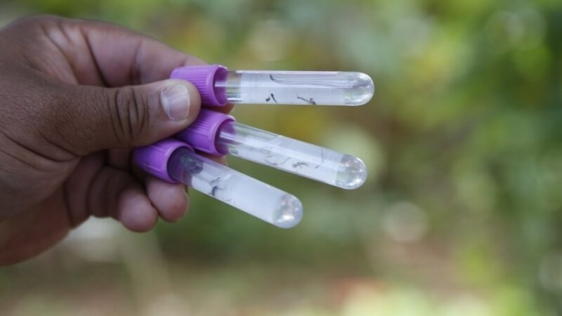 Conheça as variações do vírus transmitido pelo Aedes aegypti