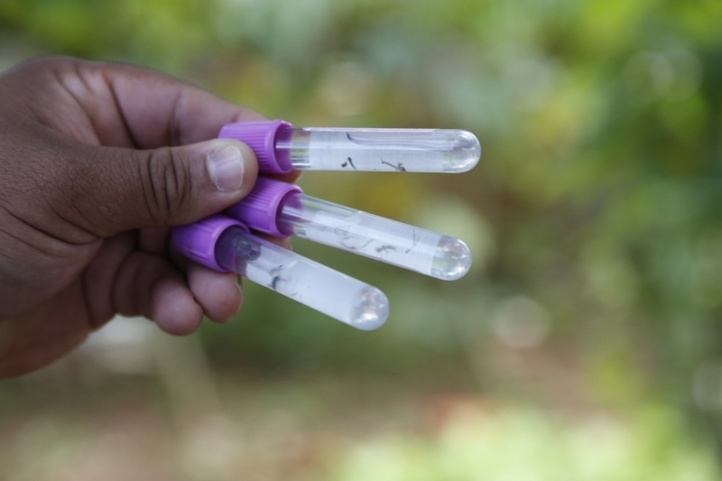 Conheça as variações do vírus transmitido pelo Aedes aegypti