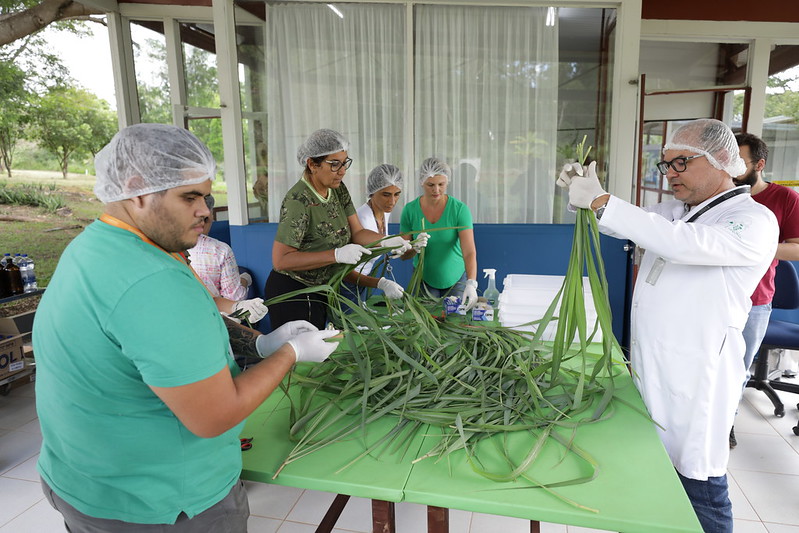 Mutirão ensina a fazer repelente caseiro contra a dengue