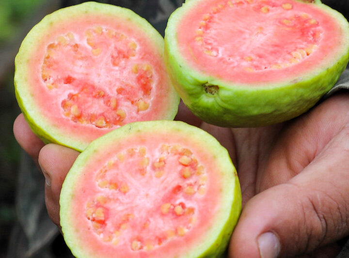 DF projeta safra recorde de goiaba em 2024, com mais de 7 mil toneladas