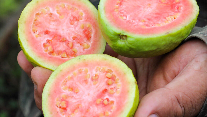 DF projeta safra recorde de goiaba em 2024, com mais de 7 mil toneladas