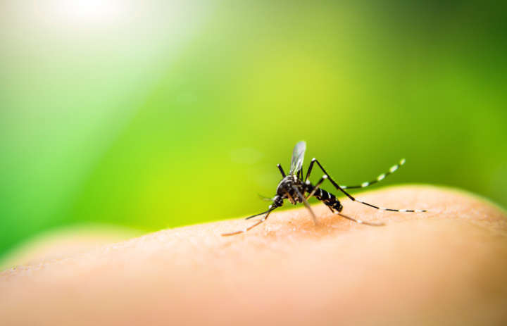 Proteja-se da dengue com o repelente certo!
