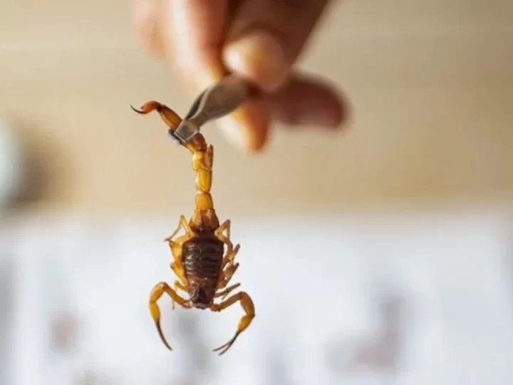 Saiba o que fazer em caso de acidente com escorpiões e como evitá-los