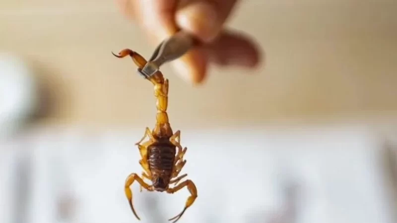 Saiba o que fazer em caso de acidente com escorpiões e como evitá-los