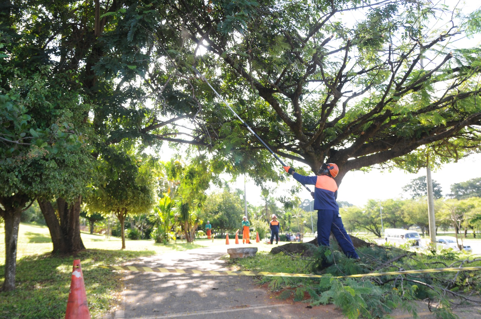 Manutenção arbórea emergencial: saiba como e quando acionar esse serviço