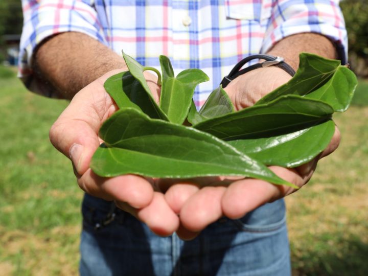 Farmácia Viva já produziu mais de 3.700 frascos de xarope de guaco em 2024