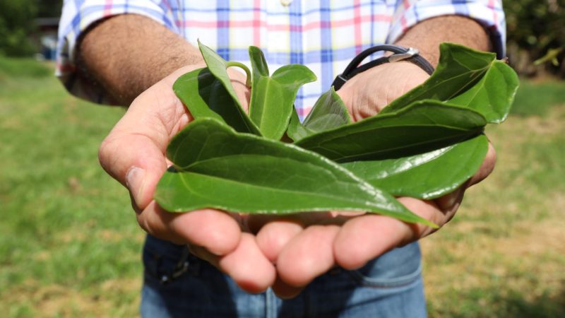 Farmácia Viva já produziu mais de 3.700 frascos de xarope de guaco em 2024