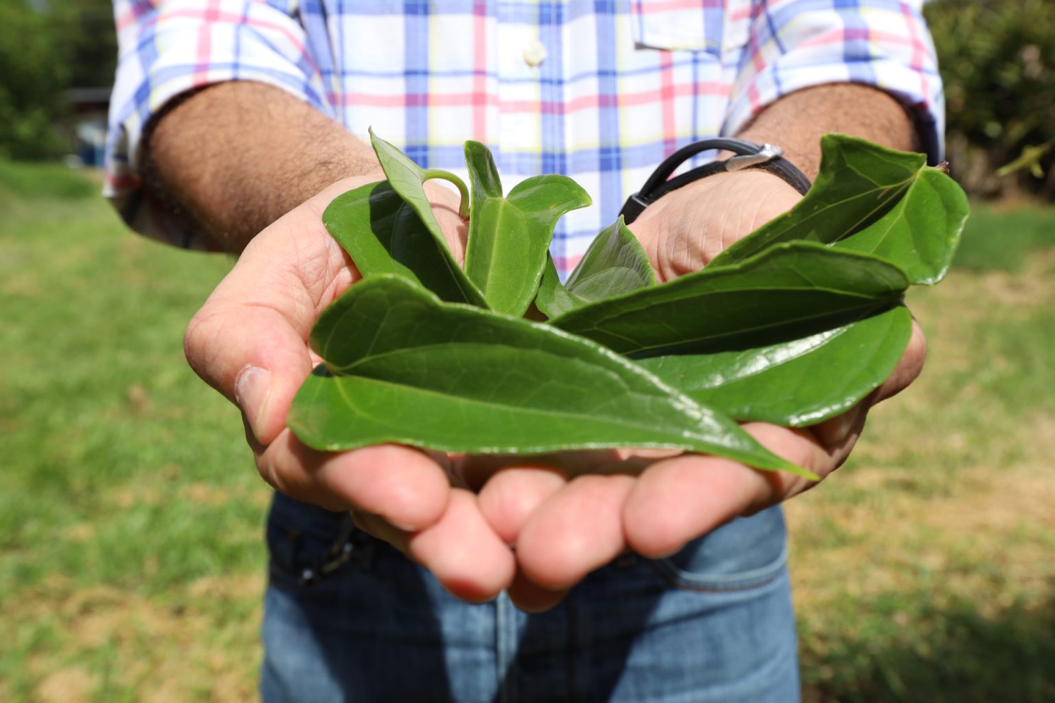 Farmácia Viva já produziu mais de 3.700 frascos de xarope de guaco em 2024