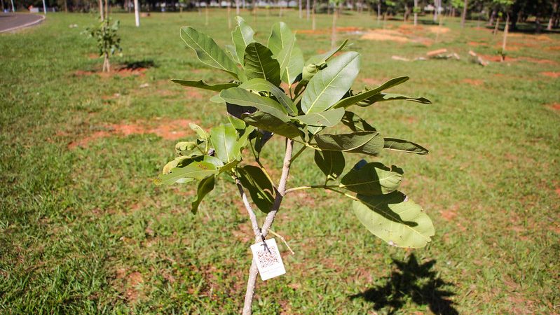 Mais de 2 mil árvores nativas do Cerrado brotam no lugar dos antigos pinheiros