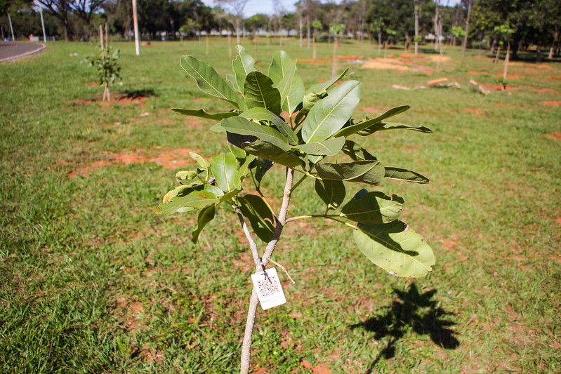 Mais de 2 mil árvores nativas do Cerrado brotam no lugar dos antigos pinheiros