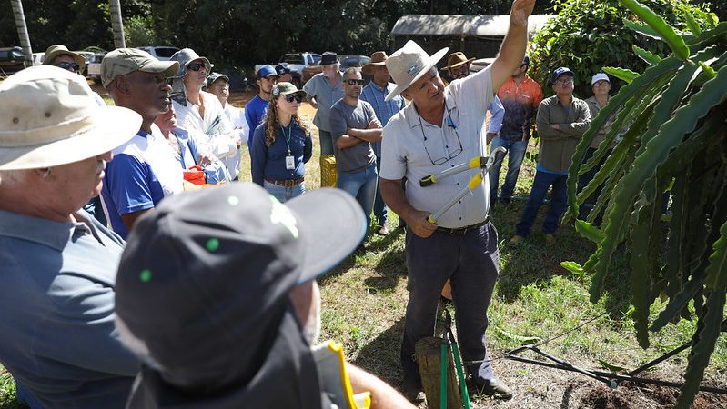 Fruta Exótica Lucrativa Conquista Paladares e Gera Renda no DF