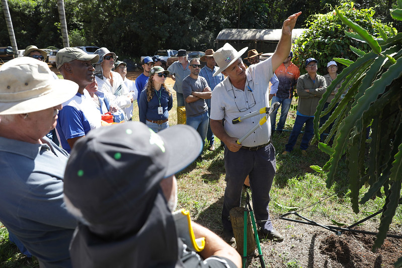 Fruta Exótica Lucrativa Conquista Paladares e Gera Renda no DF