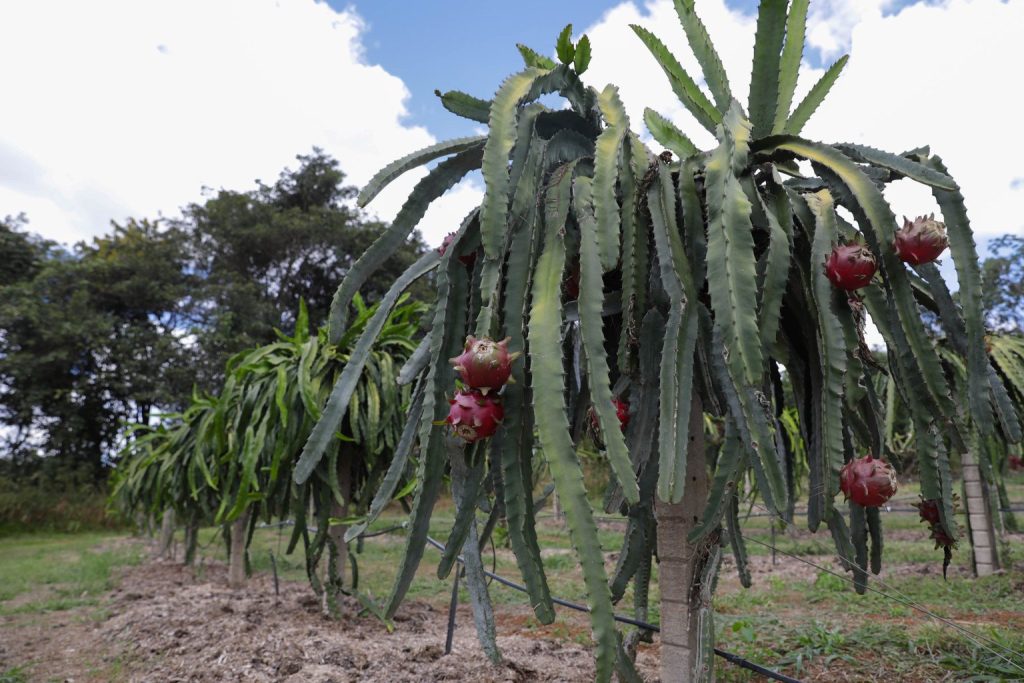O cultivo da pitaya produz um número significativo de frutos e depende de áreas menores para o plantio