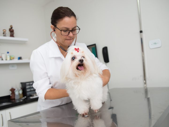 5 dicas para evitar doenças gastrointestinais em pets