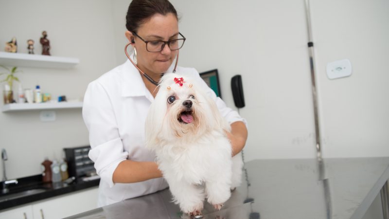 5 dicas para evitar doenças gastrointestinais em pets