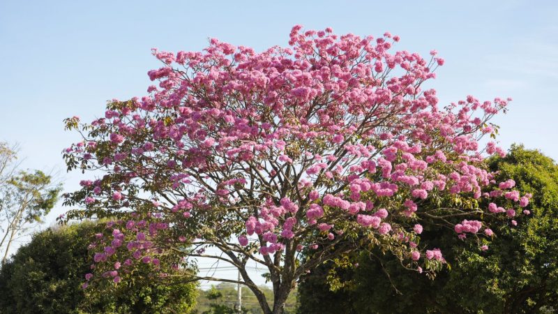 Brasília: A capital se prepara para o espetáculo colorido dos ipês