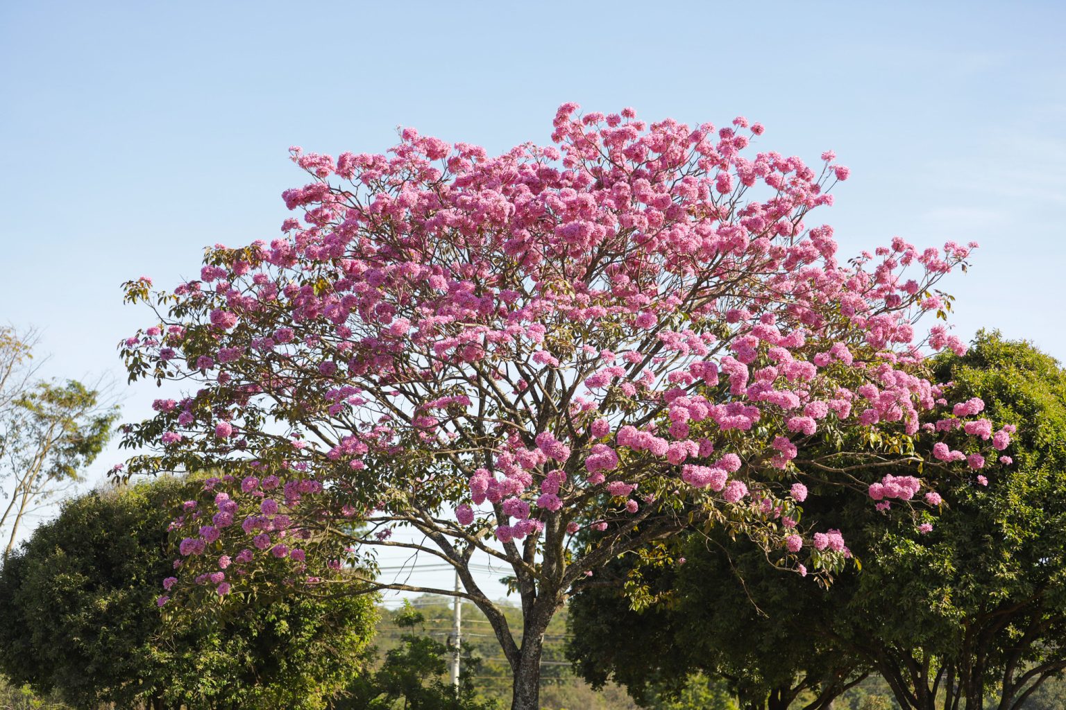 Brasília: A capital se prepara para o espetáculo colorido dos ipês