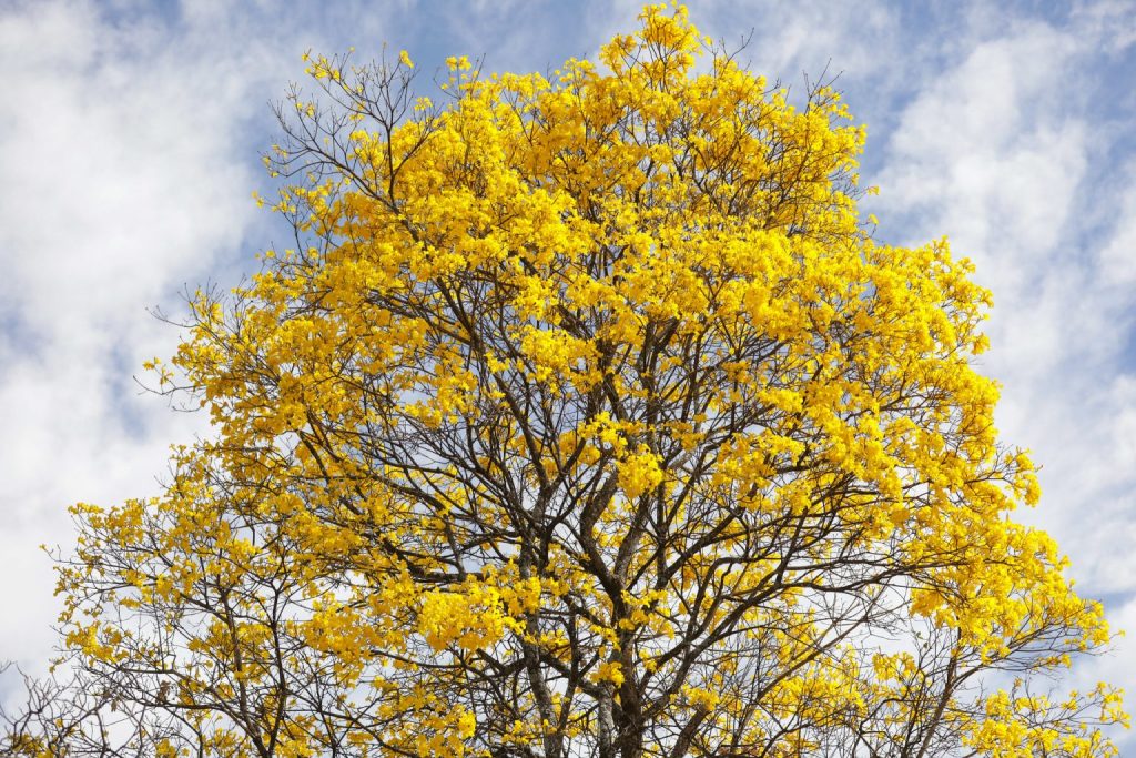 Os ipês podem chegar a 15 metros de altura e vivem até 50 anos