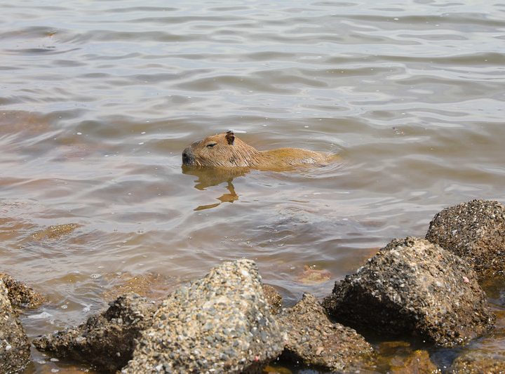 Carrapatos na seca: quatro dicas para se proteger ao ar livre