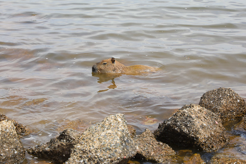 Carrapatos na seca: quatro dicas para se proteger ao ar livre