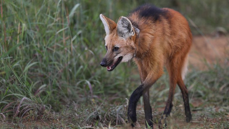 Mais de 1.500 animais silvestres resgatados em estradas do DF em 2024