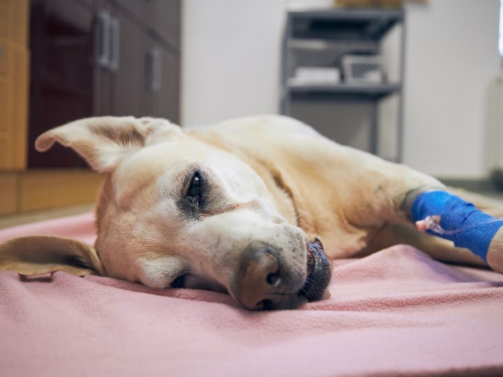 Dicas para cuidar e adotar pets vítimas de enchentes