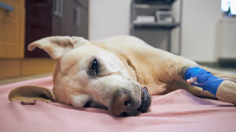 Dicas para cuidar e adotar pets vítimas de enchentes