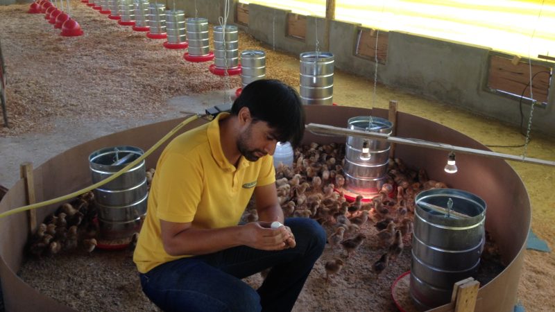 Avicultores podem conhecer tecnologias para produção semi-intensiva de ovos na AgroBrasília