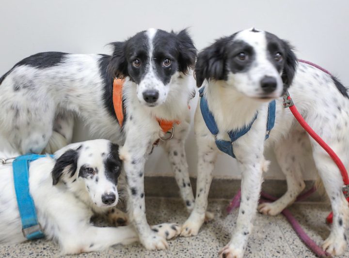28 cães e gatos aguardam por um lar amoroso na Zoonoses do DF!