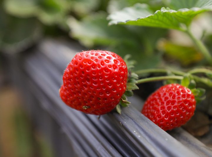 Produção de orgânicos dispara no DF e leva mais saúde à mesa dos brasilienses