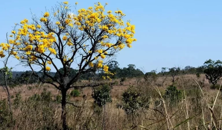 Fórum Integrado Promove Conscientização sobre a Proteção do Cerrado