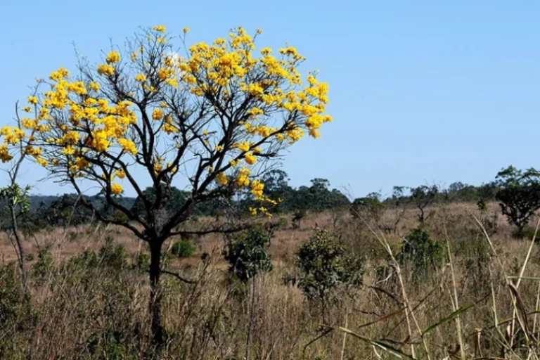 Fórum Integrado Promove Conscientização sobre a Proteção do Cerrado