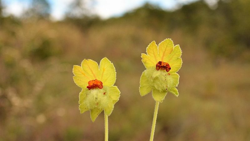 Semana do Meio Ambiente promove atividades a partir desta segunda (3)