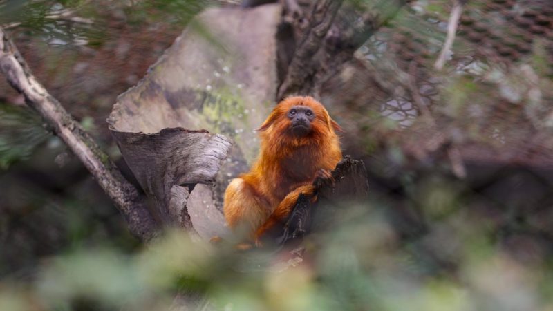 Primeira festa junina do Zoológico terá quadrilha e comidas típicas