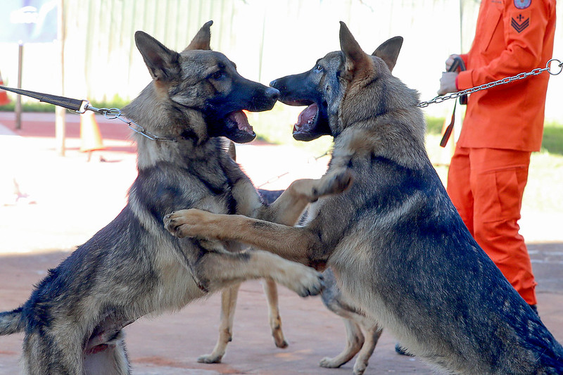 Filhotes de pastor alemão reforçam equipe de busca e salvamento do CBMDF