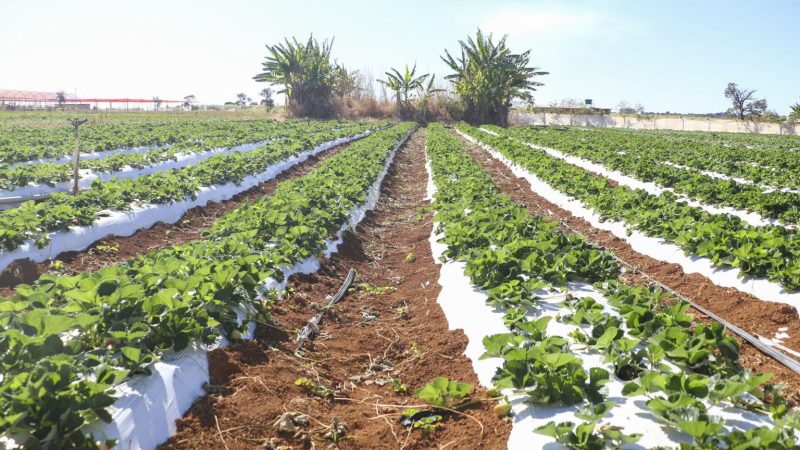 Agro do Quadrado: Crédito rural impulsiona a produção agrícola no Distrito Federal