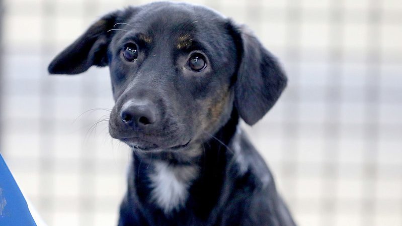GDF combate maus-tratos contra animais: veja como denunciar e ajudar